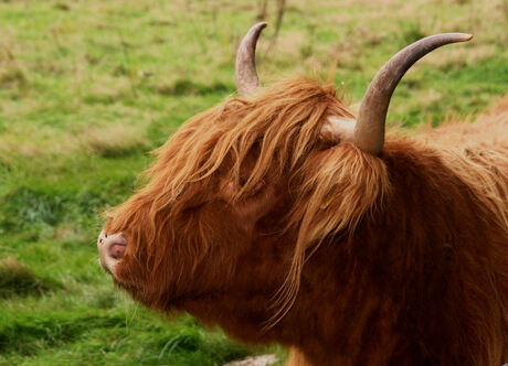 Schotse Hooglander