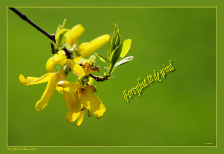 Forsythia in de wind