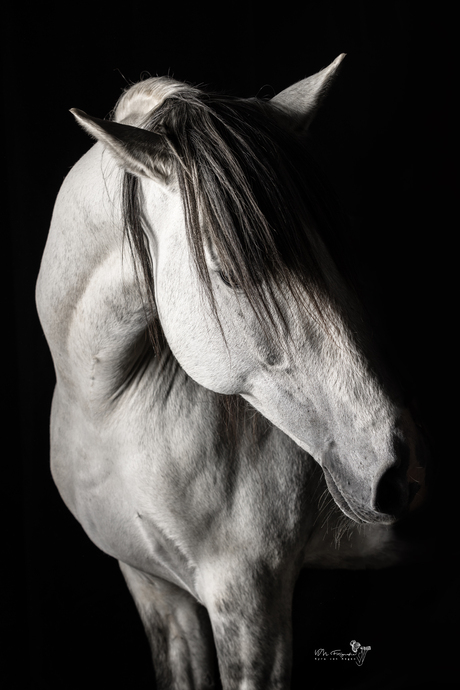 Fineart Paardenfotografie