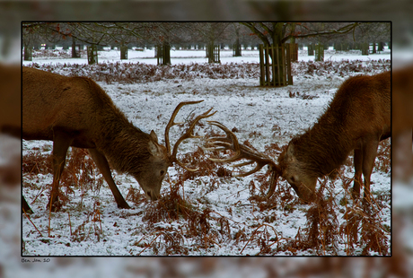 Vechters in de sneeuw