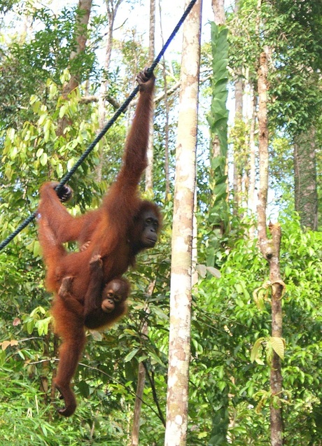 Semmengoh Wildlife Rehabilitation Centre, Sarawak Borneo