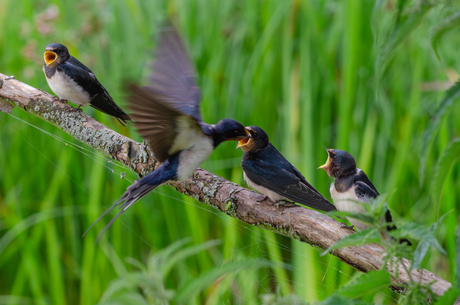 1 zwaluw in de lucht, 3 jongen op een tak