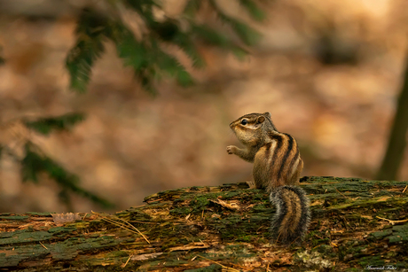 I love nuts