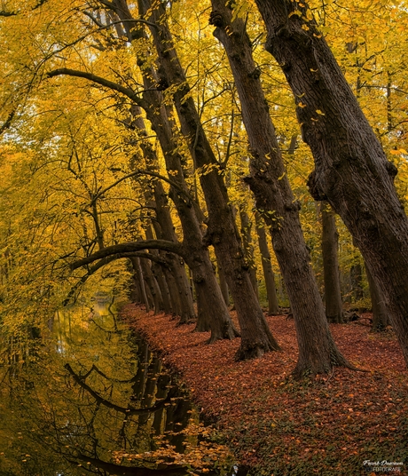 De gouden laan: Herfstreflectie langs het water.