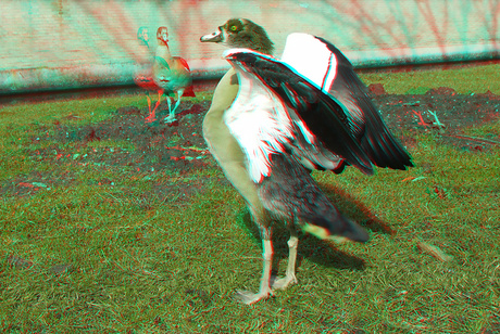Nijlgans Oosterflank Rotterdam 3D anaglyph