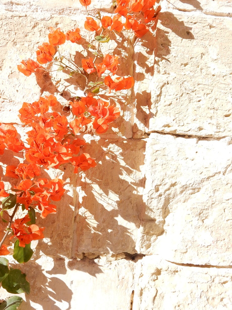 eerste zonnetje, eerste bloemetjes, Malta jan18