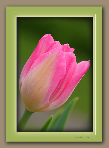 tulip