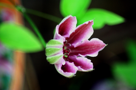 Bloem clematis