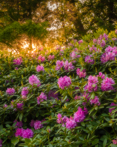 Rododendrons tijdens zonsondergang