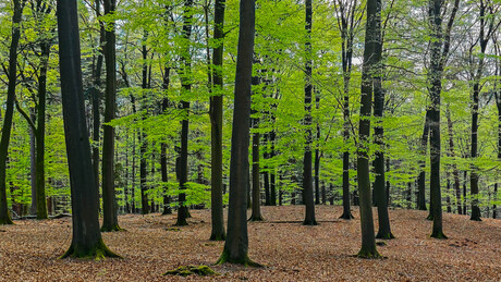 Beukenbos Veluwezoom