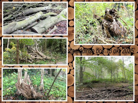 Collage  Staalduinse  bos  nr2   Titel  Laat maar liggen  fotos  13 okt 2025  