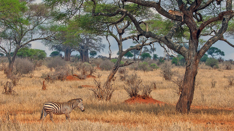 Luipaard en zebra