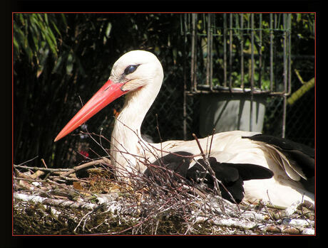 Ooievaar op nest