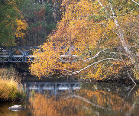 Herfst in Cairngorms National Park, Schotland