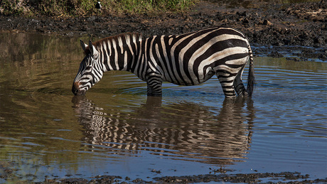 Zebra in Serengeti