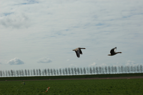 zo vrij als een vogel