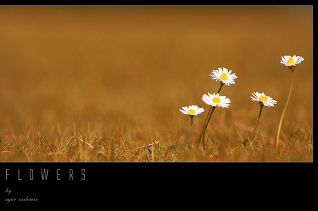 Flowers by : serie : we are a family