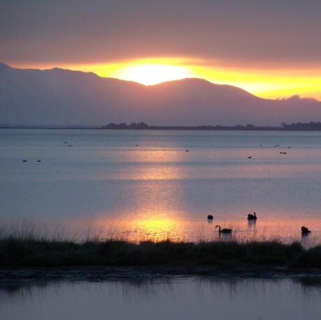 Zwanenmeer bij zonsondergang