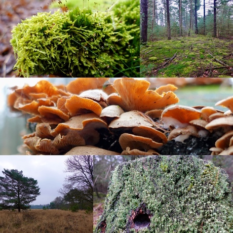 Natuur diverse