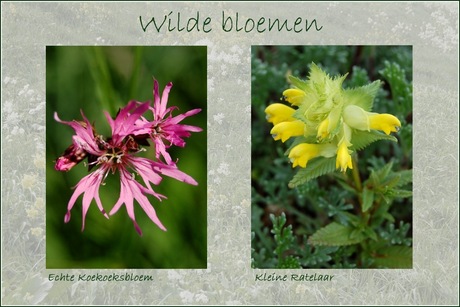 Wilde bloemen 9