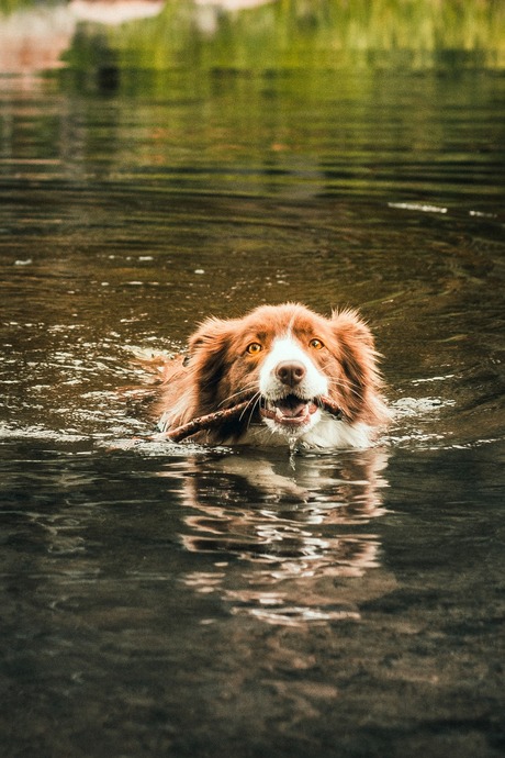 Dog in Sweden 