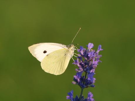 lavendel met koolwitje