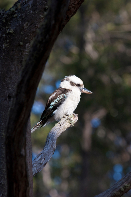 kookaburra