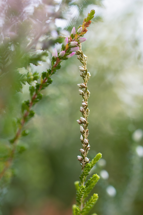 Een zachte aanraking 