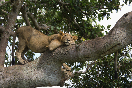 Climbing Lion