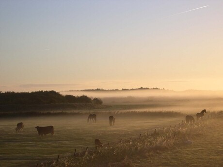 paarden in de mist