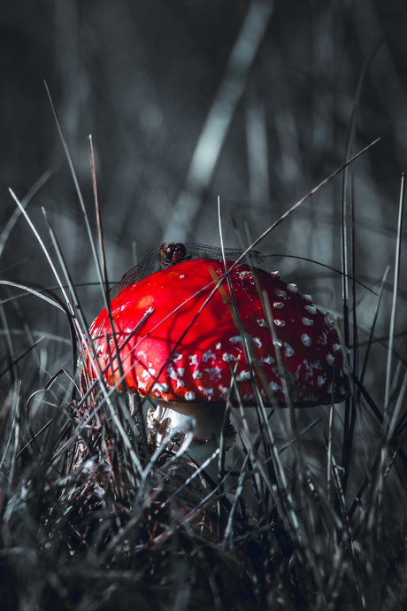 paddenstoelen tour