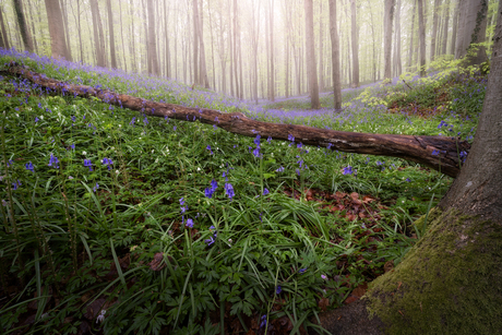 Hallerbos