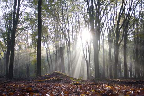 Mist, zon en bos