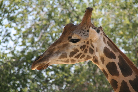 Giraffe