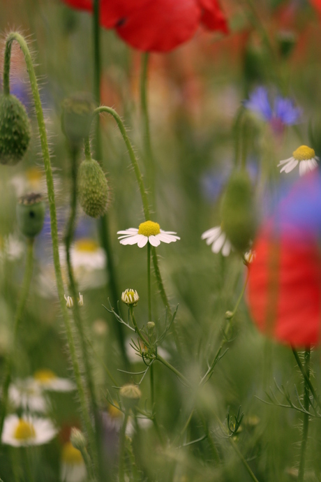 Margrietje