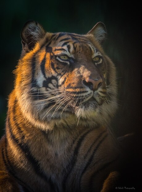 Sumatraanse tijger Portret ..