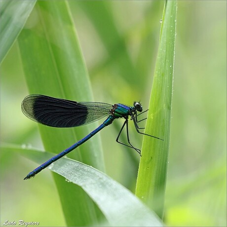 Weidebeekjuffer Male