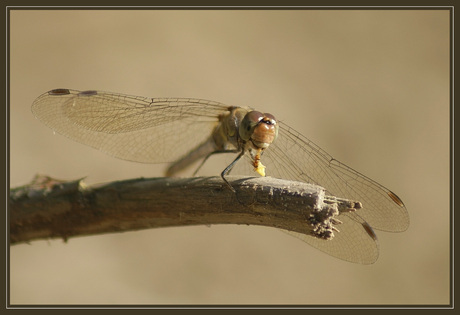 Libelle aan het avond eten