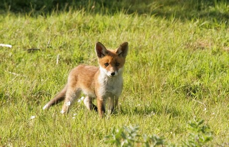 jonge vosjes