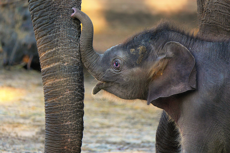 Mook baby olifant
