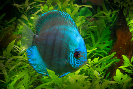 turquoise discus