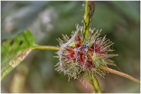 plantje en web...