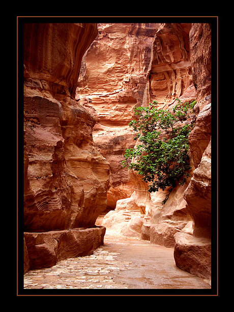 Petra (Jordanie)