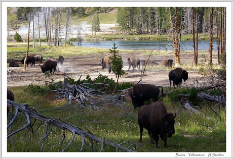 Bizons in Yellowstone