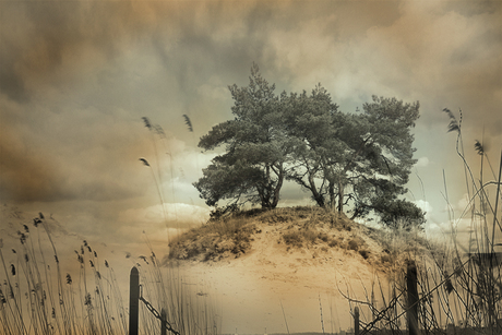 Drunense duiinen IMG 042