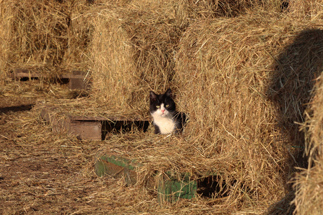 Dans le foin.