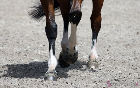 Close Up benen Dressuurpaard in actie