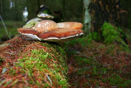 Houten paddestoel