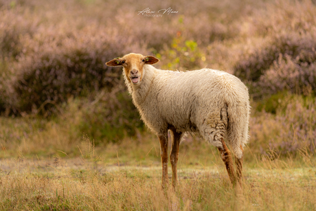 Schaap