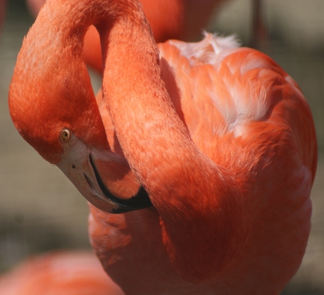 Flamingo